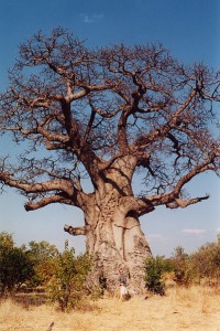 401px-Baobob_tree