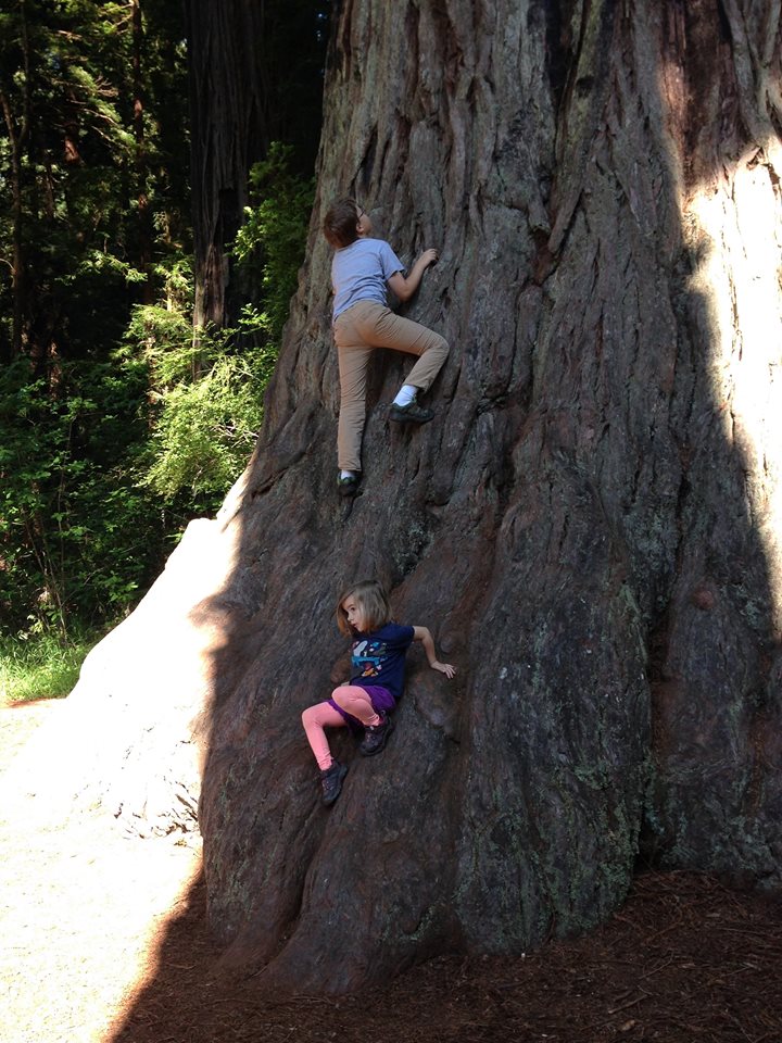 Michael Barton's children climbing a tree, connecting to nature.