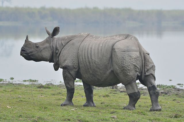 One horn rhino in Kaziranga National Park, Assam, India