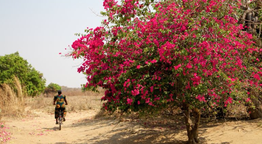 World Bicycle Relief Caregivier Royce rides bike to village in landscape photo with pink flowering tree