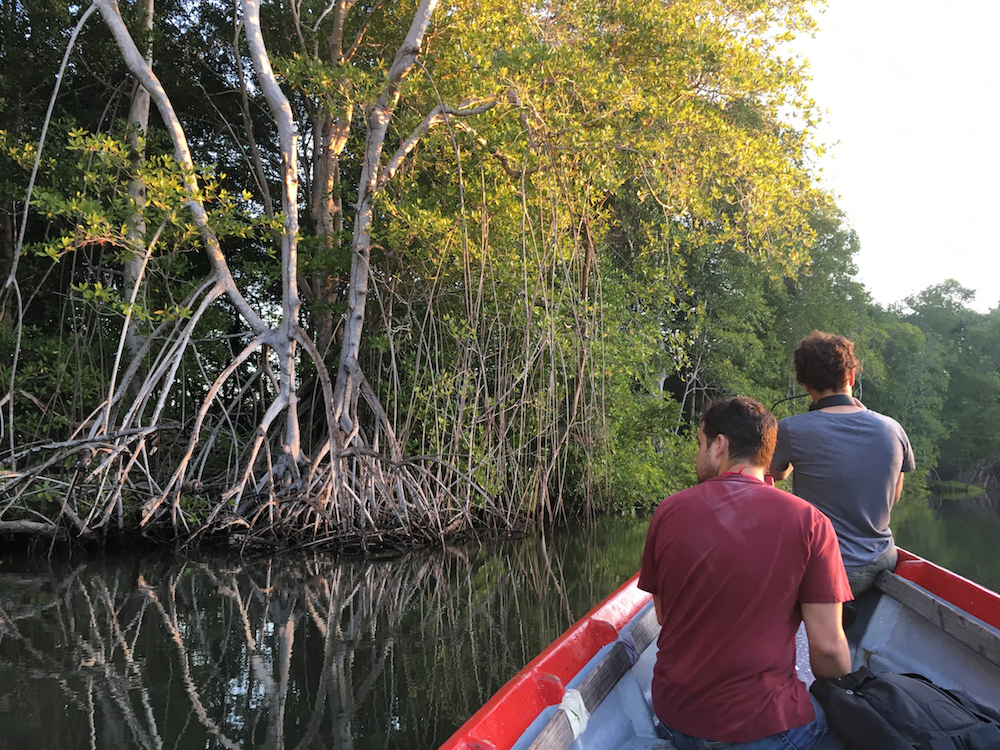 Men canoe past mangroves