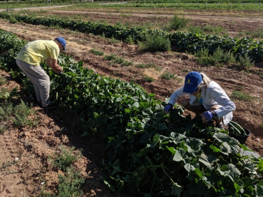 2019-aug_bbn_humanists-doing-good-harvesting-watermelons-and-cucumbers-aug-18th-004