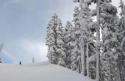 snow-heavy-trees